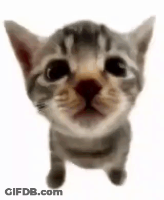 Close Up Cat Looking Up GIF