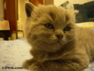 Close Up Cat Lying On Bed GIF