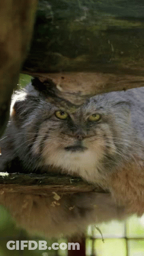 Close-Up Cat Lying On Log GIF