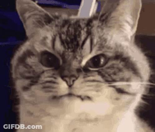 Close Up Cat Making Funny Face GIF