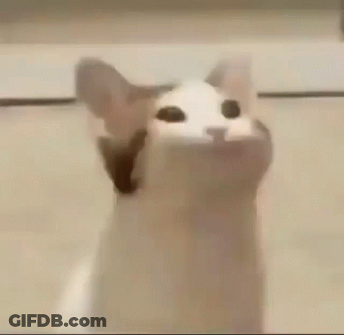 Close Up Cat Mouth Wide Open GIF