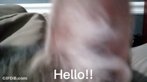 Close Up Cat Nose Saying Hello GIF