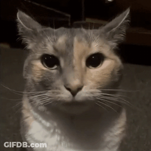 Close-Up Cat On Dark Background GIF