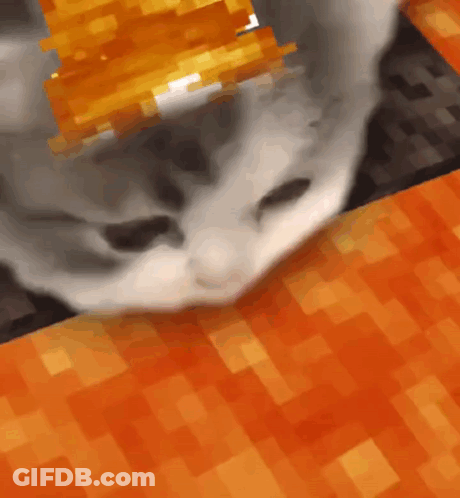 Close Up Cat On Orange Background GIF