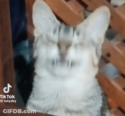 Close Up Cat On Wooden Chair Looking At Camera GIF