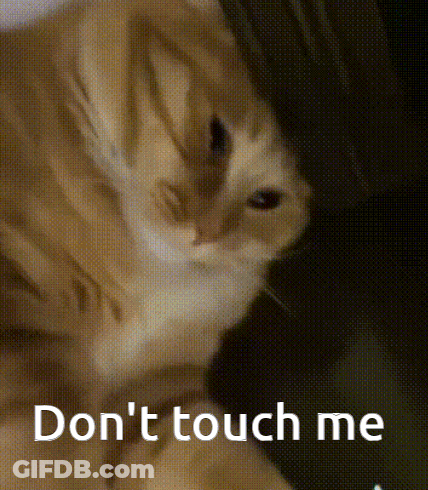 Close Up Cat Saying Don't Touch Me GIF