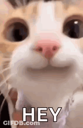 Close Up Cat Saying Hey GIF