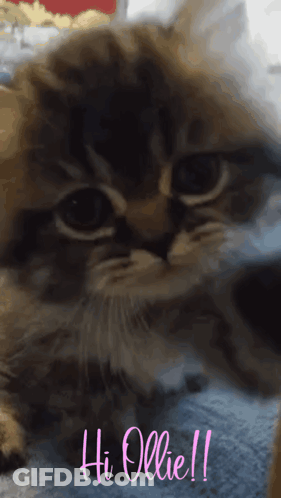 Close Up Cat Saying Hi Ollie In Pink GIF