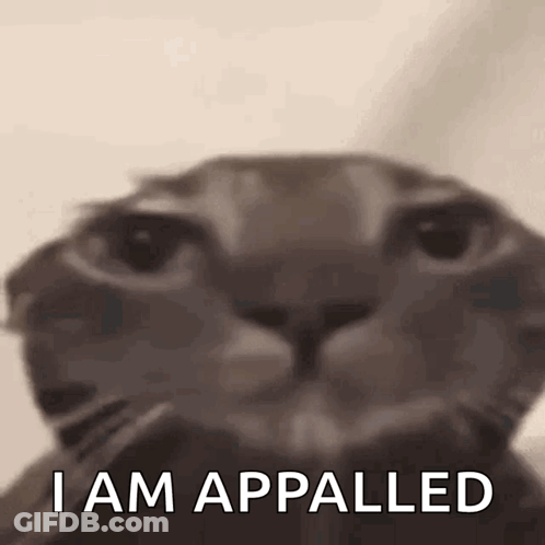 Close Up Cat Saying I Am Appalled GIF