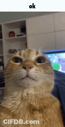 Close Up Cat Saying Ok GIF