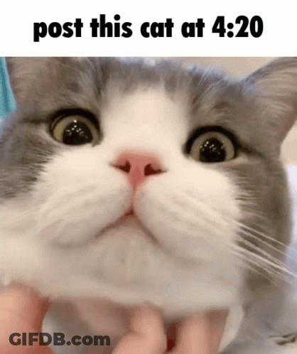 Close Up Cat Saying Post This Cat At 4:20 GIF