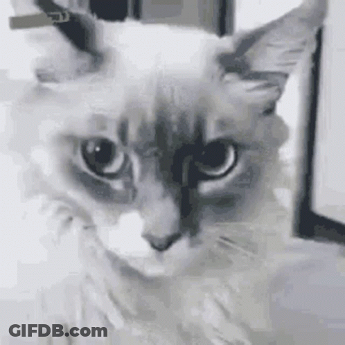 Close Up Cat Serious Face GIF
