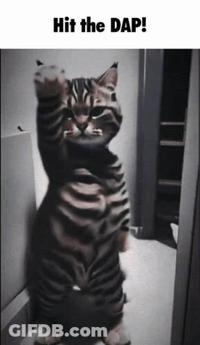 Close Up Cat Shame!!! GIF