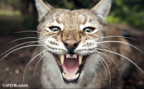 Close Up Cat Showing Teeth GIF