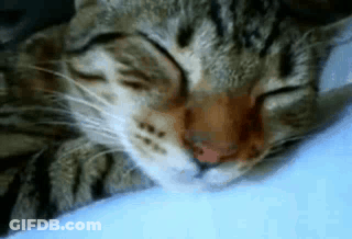 Close Up Cat Sleeping On Blanket GIF