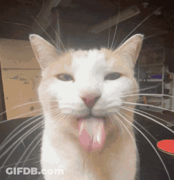 Close-Up Cat Sticking Out Tongue GIF