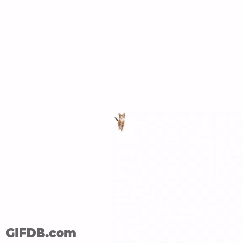Close Up Cat Sticking Tongue Out GIF
