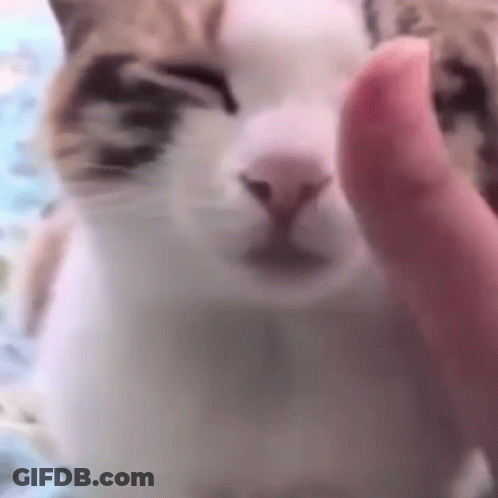 Close Up Cat Sticking Tongue Out GIF