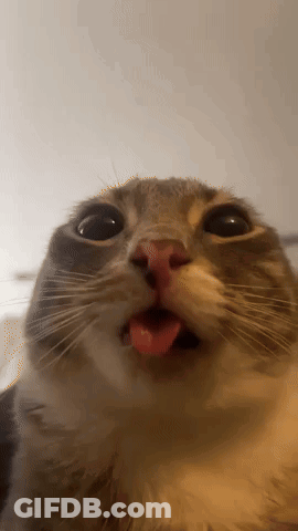 Close Up Cat Tongue Out GIF