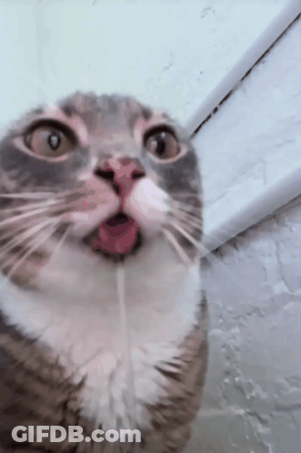 Close Up Cat Tongue Out GIF