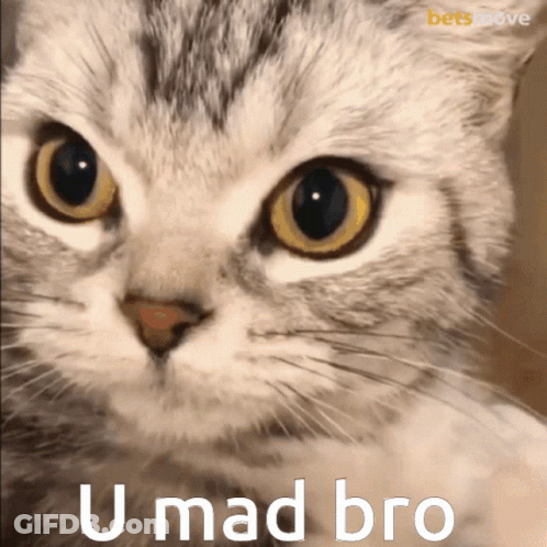 Close Up Cat U Mad Bro GIF