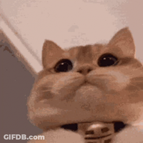 Close Up Cat Wearing Collar Looking Up GIF