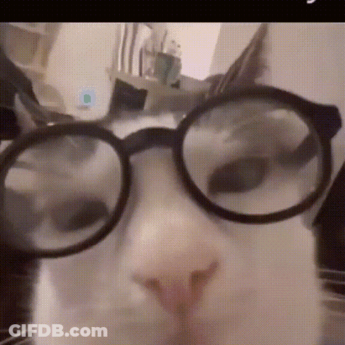 Close Up Cat Wearing Glasses Looking At Camera GIF