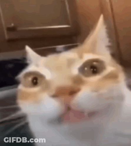 Close-Up Cat Wide Eyes Looking At Camera GIF