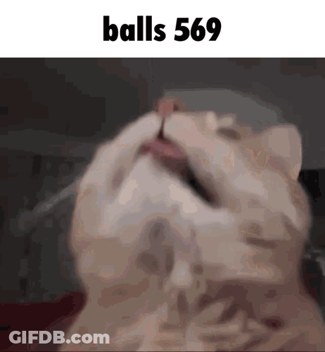 Close Up Cat With Balls 569 GIF