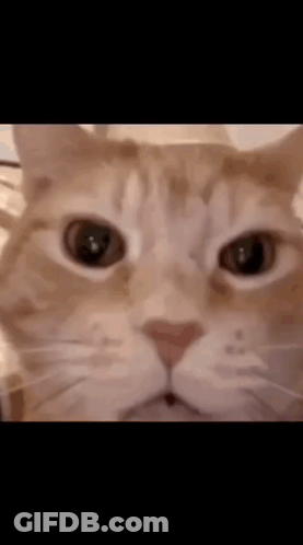 Close-Up Cat With Big Eyes GIF