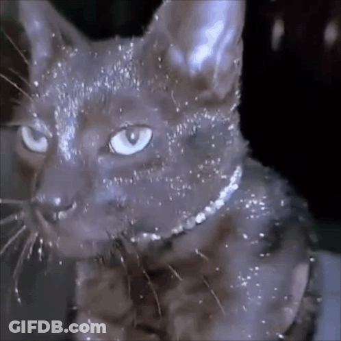 Close Up Cat With Blue Eyes And Necklace GIF