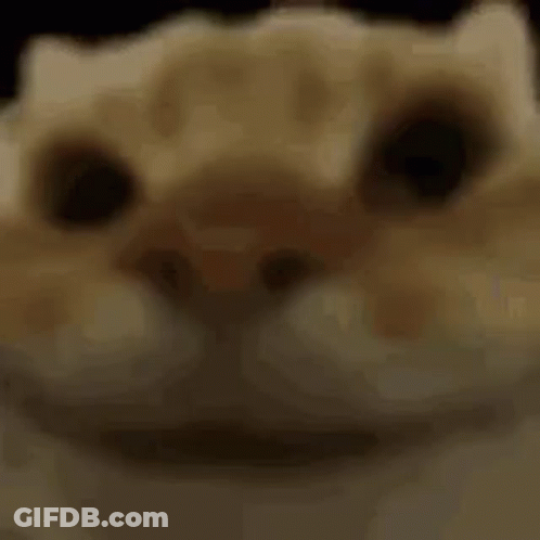 Close Up Cat With Blurry Background Looking At Camera GIF