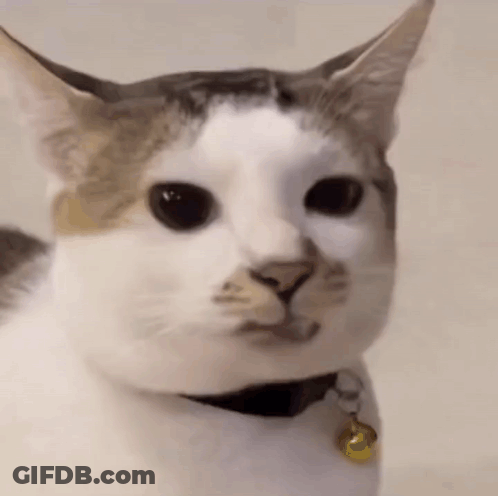 Close Up Cat With Collar And Bell GIF