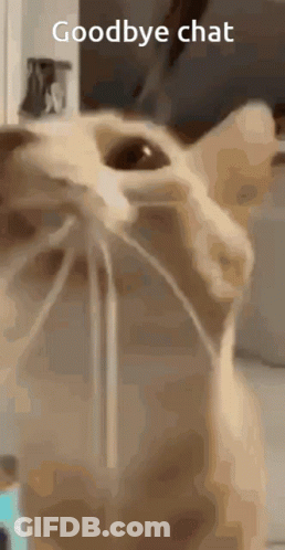 Close Up Cat With Goodbye Chat GIF
