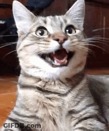 Close-Up Cat With Open Mouth GIF