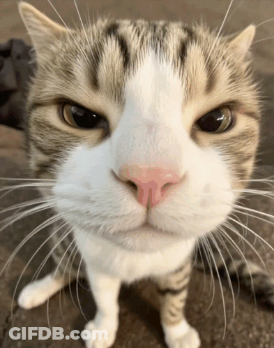 Close Up Cat With Pink Nose GIF