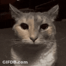 Close Up Cat With Serious Face GIF