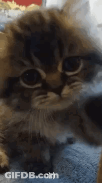 Close Up Cat With Smiley Face GIF