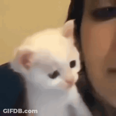 Close Up Cat With Speech Bubble GIF