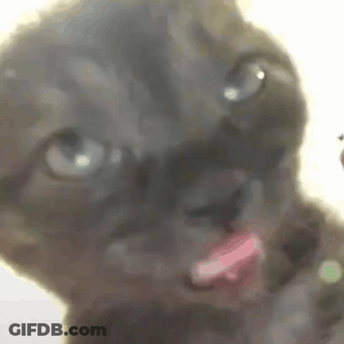 Close Up Cat With Tongue Out GIF