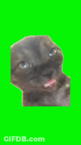 Close Up Cat With Tongue Out GIF