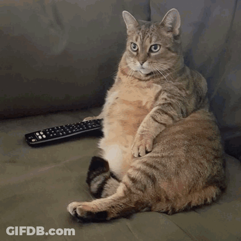 Close-Up Cat With Tongue Out GIF