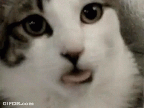 Close Up Cat With Tongue Sticking Out GIF