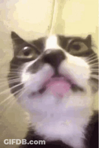 Close Up Cat With Tongue Sticking Out GIF