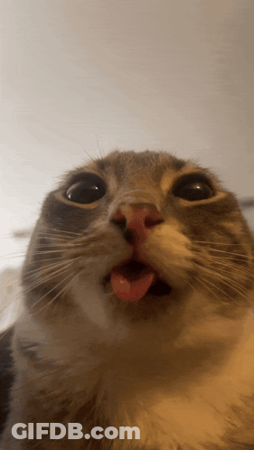 Close Up Cat With Tongue Sticking Out GIF