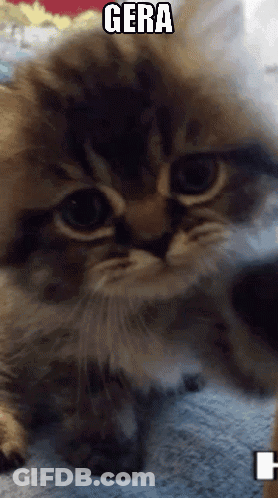 Close Up Cat With Word Gera GIF