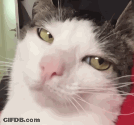 Close Up Cat With Yellow Eyes GIF