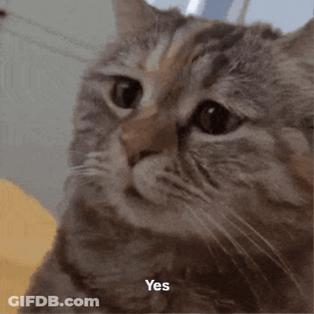 Close Up Cat With Yes GIF