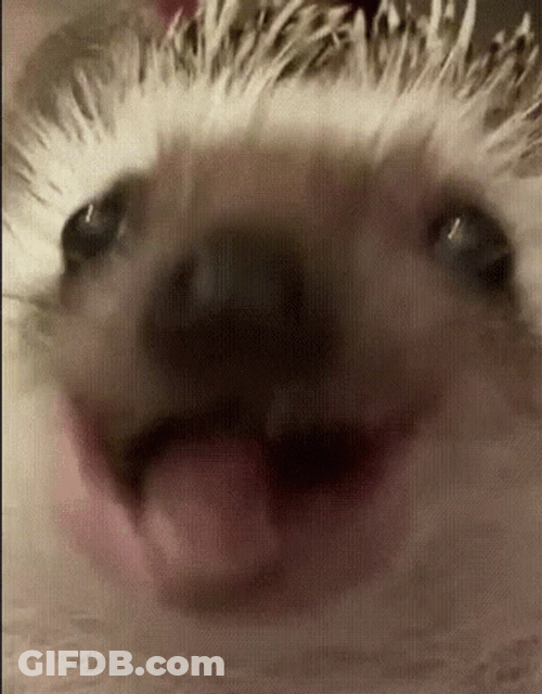 Close Up Chewing Hedgehog GIF