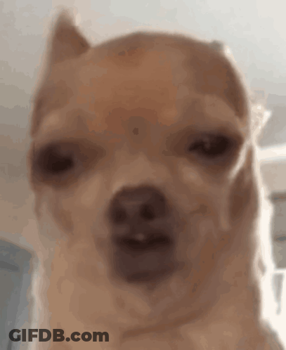 Close Up Chihuahua Funny Face GIF